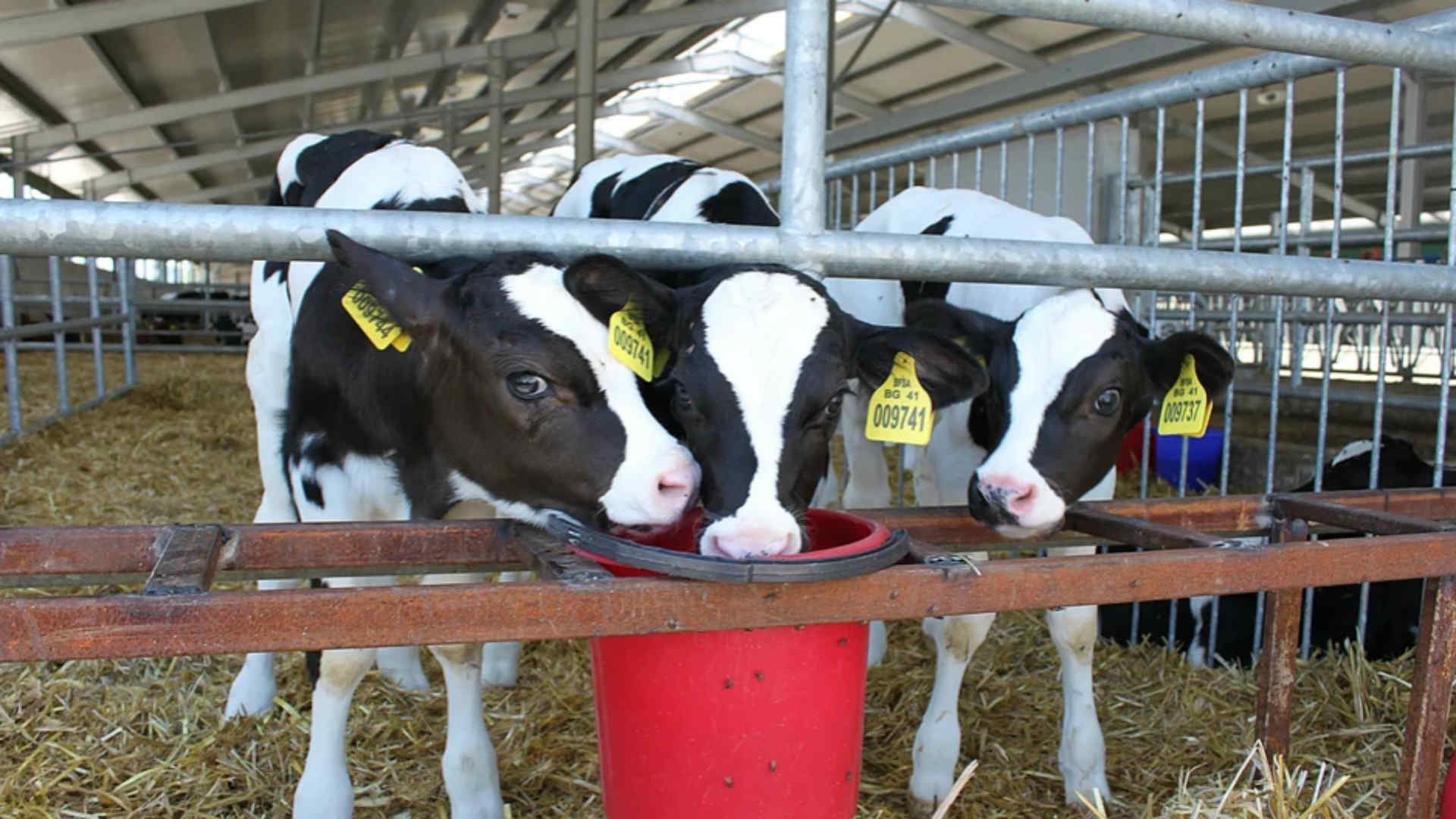 SKIOLD Feed Mill for Cattle feed Bulgaria